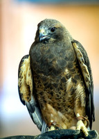 Swainsons Hawk.