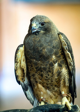Swainsons Hawk.