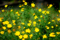 Laura's Garden.