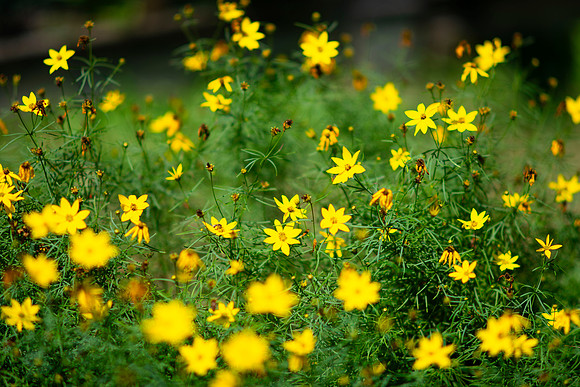 Laura's Garden.