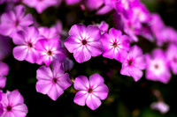 Laura's Garden.