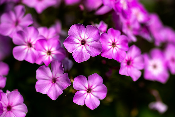 Laura's Garden.